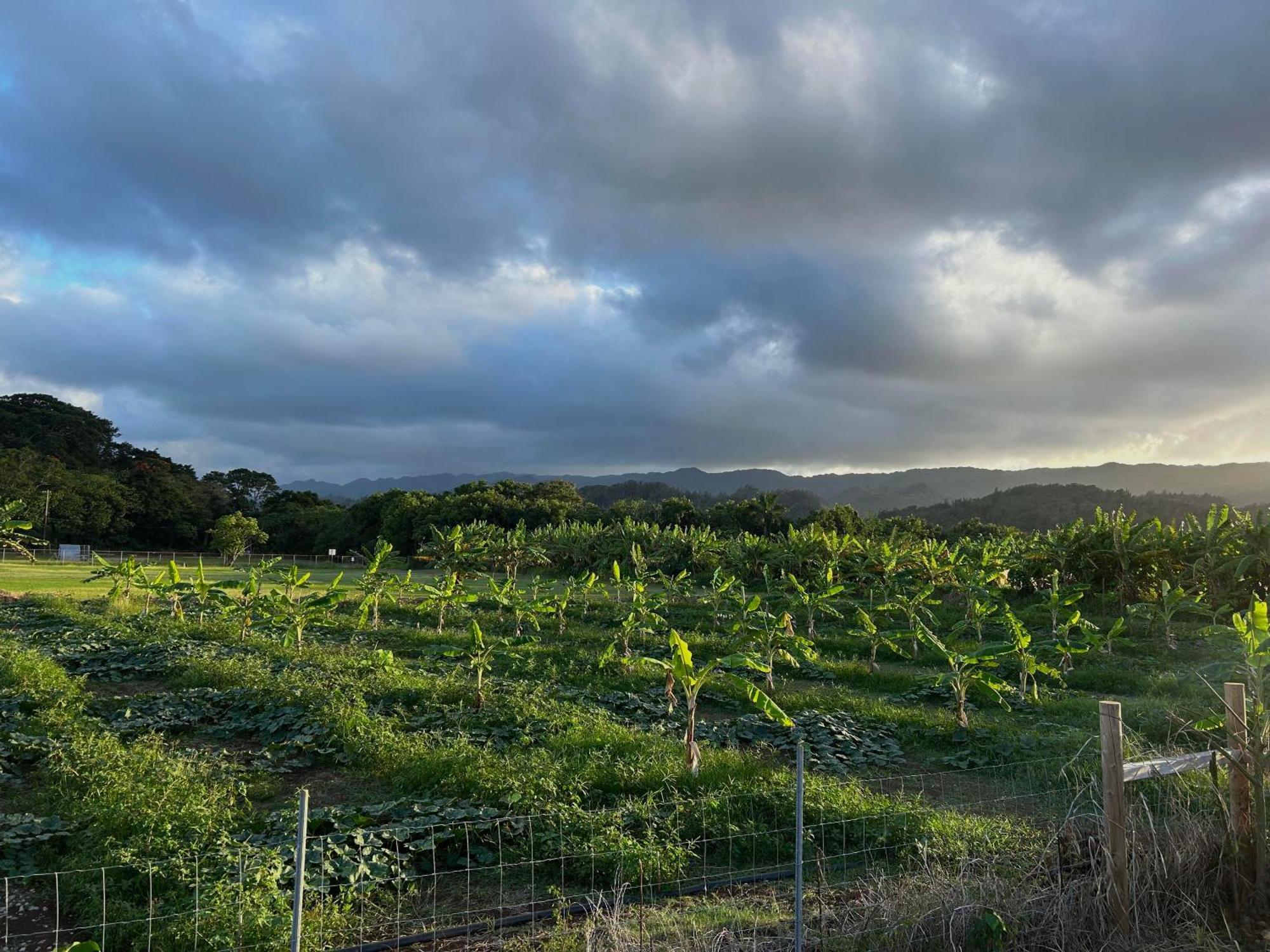 Maleka Farm: Tent Glamping North Shore Oahu Laie Exterior foto